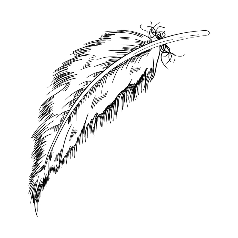 Bird-Feather-Vector